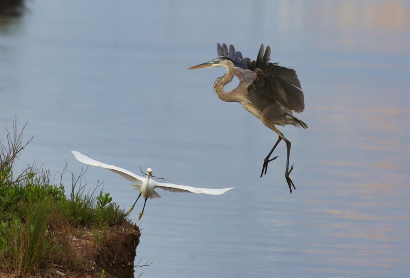 The Birding in Sargent is very well known