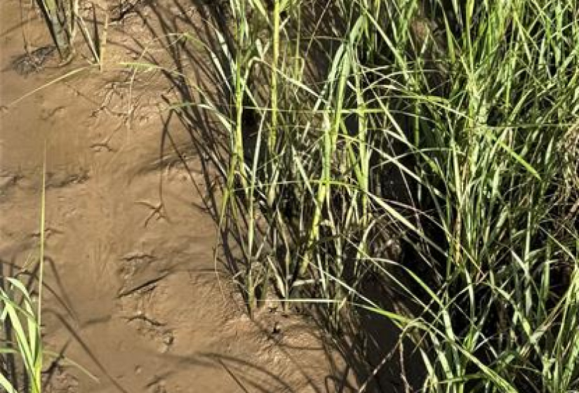 Enjoy abundant wildlife in your front yard marsh.